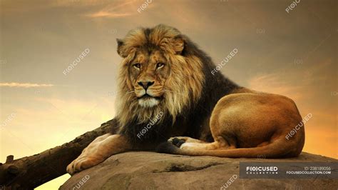 Portrait Of A Majestic Lion Lying On A Rock — Resting Horizontal
