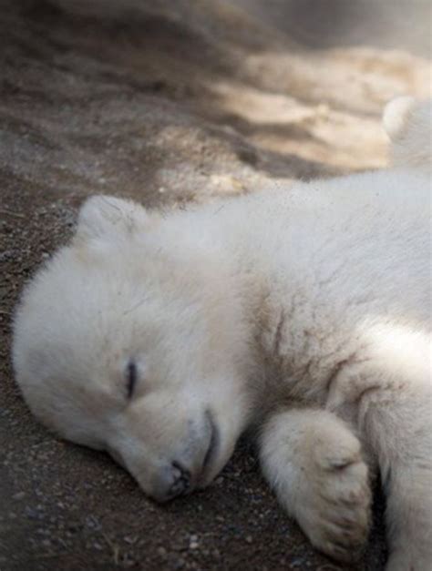 Sleep Good Little Polar Baer Polar Bear Images Polar Bear Art Baby