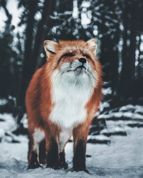 Everything Fox Everythingfox📷 Daniel Weissenhorn Animals Cute