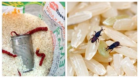 Kutu beras adalah hama yang biasanya berada di tumpukan beras, yang dapat menyebabkan alergi dan membuat nutrisi beras & kualitas rasa beras jadi berkurang. Halau Kutu Beras Dengan Cili Kering | SYOK
