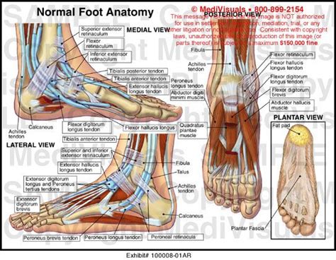 I tore my right ankle tendon and right leg ligament in 1990. Medial Foot Anatomy FA34 | Ankle anatomy, Anatomy, Foot ...