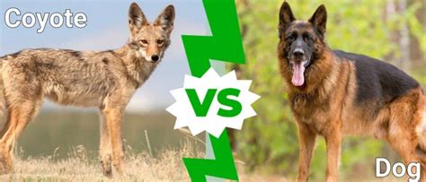 Coyote Vs Dog Whats The Difference A Z Animals