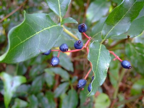 Edible Wild Berry Identification