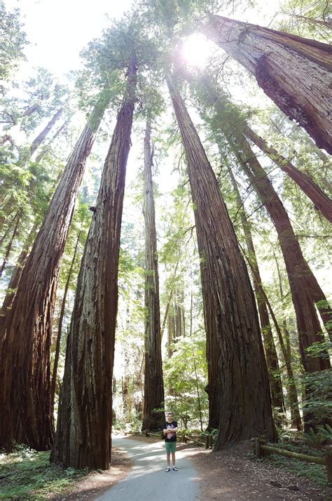 Redwood Trees That Are Thousands Of Years Old And Hundreds Of Feet Tall