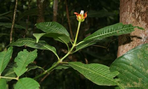 File:Psychotria elata 1.jpg - Wikimedia Commons