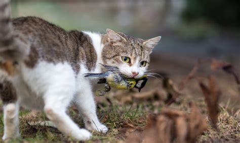 Australias Cat Killer Problem Why Is Australia At War With Feral