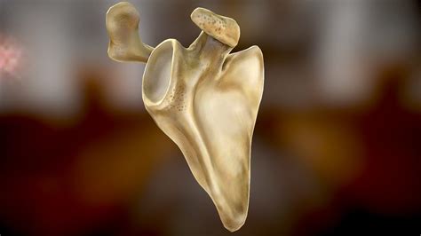 Human Scapula Bone Download Free 3d Model By Tabernoble Da38f44