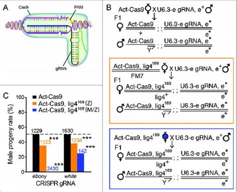 Full Article An Optimized Talen Application For Mutagenesis And