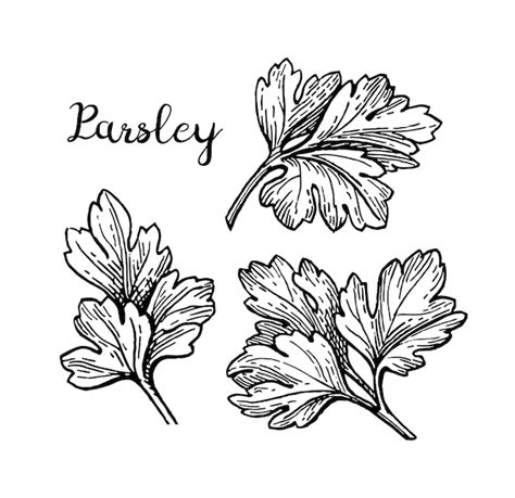 Premium Vector Parsley Ink Sketch Isolated On White Background Hand