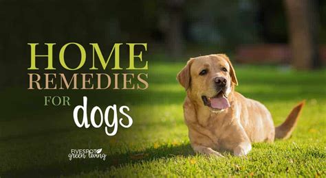 5 Effective Home Remedies For Dogs Allergies Five Spot