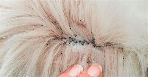 Fleas In Hair From Cat Penney Mcdaniels
