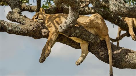 Let Sleeping Lions Lie In The Sweltering Heat In These Remarkable