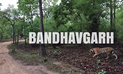 How To Reach Bandhavgarh By Train Monsoon Forest