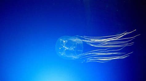 Box Jellyfish Facts For Kids Learn Everything About Box