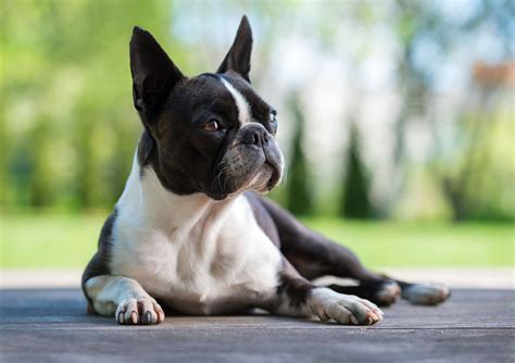 American Dog Breeds The Smart Dog Guide