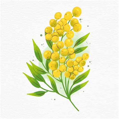 Premium Vector Watercolor Mimosa Illustration