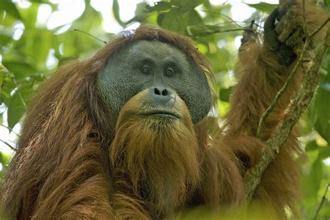 Well you're in luck, because here they. Tapanuli orangutan - Wikipedia