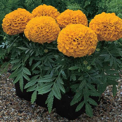 African Marigold Flower Garden Seeds Antigua Series F1 Orange 100