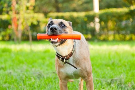 Funny Brown Dog With A Stick In His Mouth Stock Photo Image Of