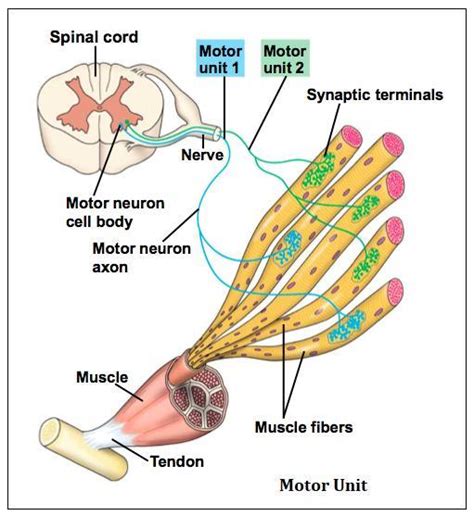 What Is A Motor Unit Ad Explain Neuromuscular Junctions Brainly In
