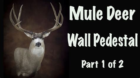 Mule Deer Taxidermy Forms
