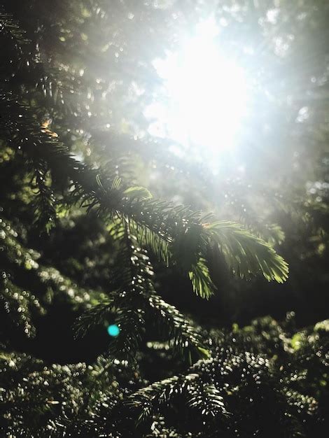 Premium Photo Sunlight Streaming Through Pine Trees