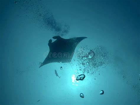 A Manta Ray Swimming In The Ocean Around Maldives Stock Image Image