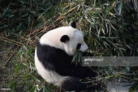Giant Panda Mei Lun Eats Bamboos At Chengdu Research Base Of Giant