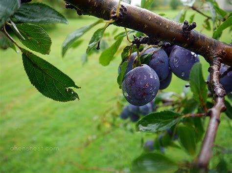 'shiro' makes a good choice. {almost} Wordless Wednesday - Purple Plum Tree #ww