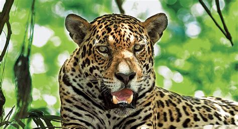 Ferns, ﬂ owers and large predator animals, such as jaguars, can be found there. Amazon Rainforest Animals You've Likely Never Heard Of