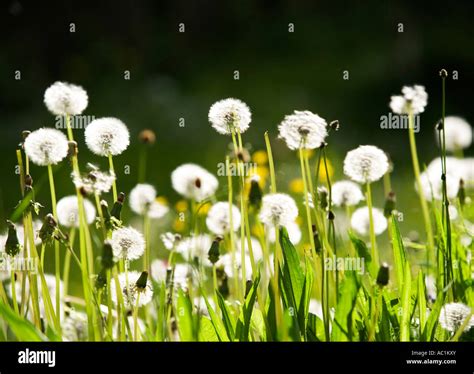 Dandelions In Meadow Stock Photo Alamy