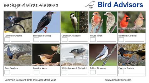 Top 20 Backyard Birds In Alabama Free Identification Printable Bird