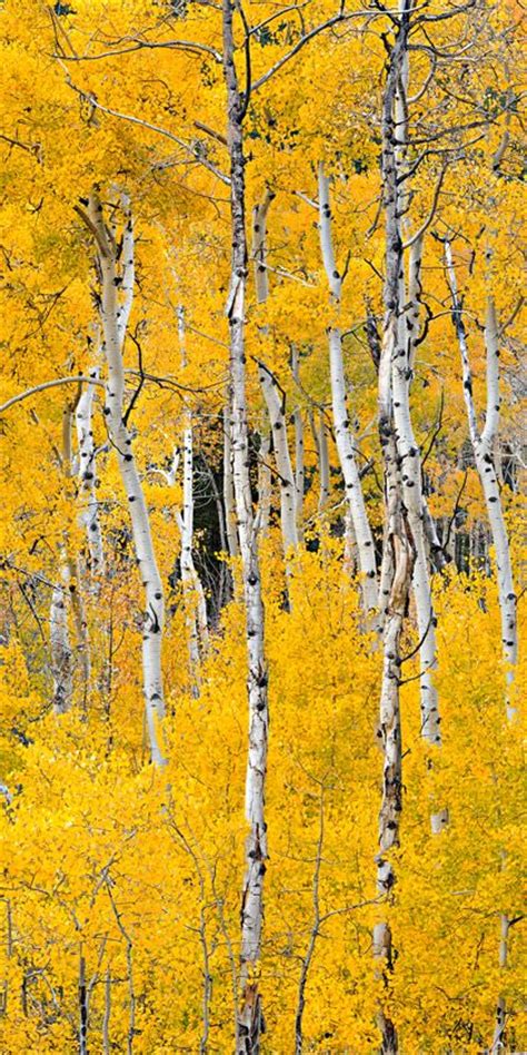 100 Aspenglow Ideas In 2021 Aspen Trees Beautiful Nature Scenery