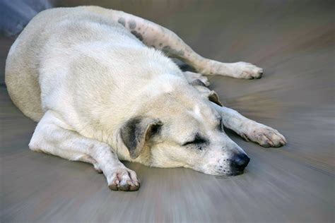Overweight Dangers In Dogs Symptoms Causes Diagnosis Treatment