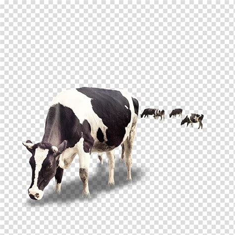 White And Black Cow Dairy Cattle Milk Calf Dairy Cattle Creative Cow