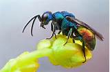 Pictures of Jewel Wasp
