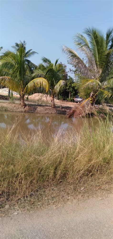 66, 659 kp @ 1.53 ekar. TANAH LOT DI KEDAH UNTUK DIJUAL MURAH