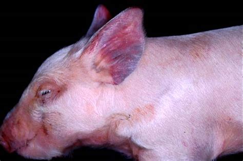 Parakeratosis In Pigs