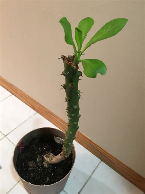 It is quite hard to treat a cactus for pests and especially diseases, so it is the best practice to monitor growing conditions regularly. I have a plant that I received from someone a couple of ...