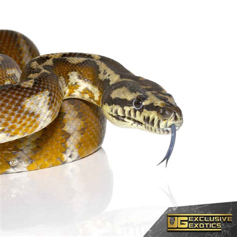 Adult Irian Jaya Carpet Pythons Morelia Spilota Variegata For Sale