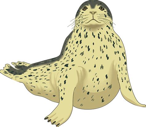 Earless Seal Sea Lion Harp Seal Leopard Seal Clip Art Harbor Seal Png