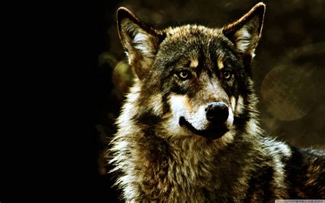 Beautiful Wolf Wallpapers Wallpaper Cave
