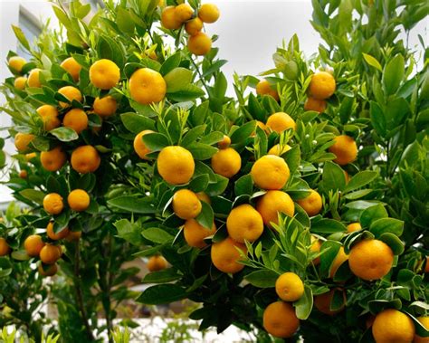 GardensOnline: Citrus sinensis Valencia