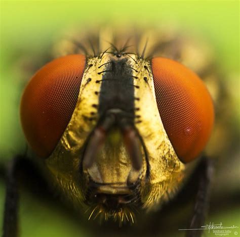 A Close Up View Of The Head And Eyes Of A Fly
