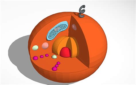 3d Design Animal Cell Tinkercad