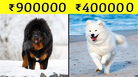 10 Most Expensive Dogs In The World दुनिया के दस सबसे महंगे डॉग्स