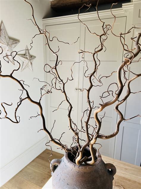 Contorted Hazel Corylus Branches Curly Twigs Corkscrew Etsy UK