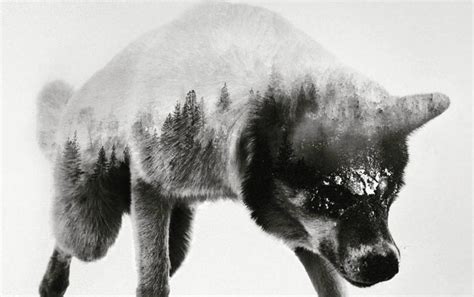 Norwegian Artist Creates The Most Jaw Dropping Double Exposure Animal