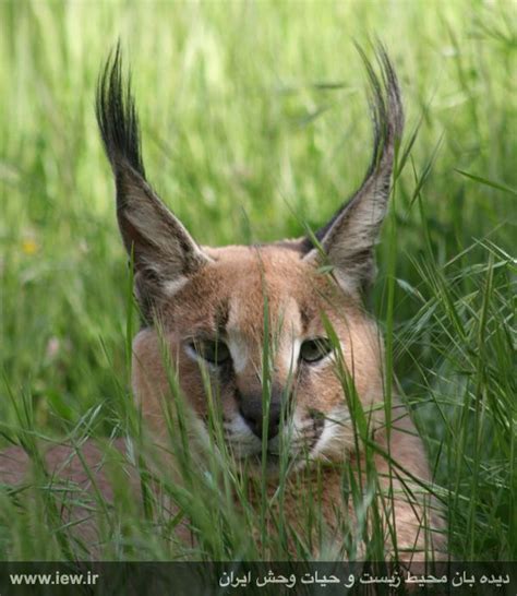 Iranian Caracal Cat Living In Many Areas Such As Deserts And