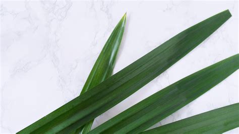 Pandan Leaves Uses Health Benefits And Storage New 44 Off